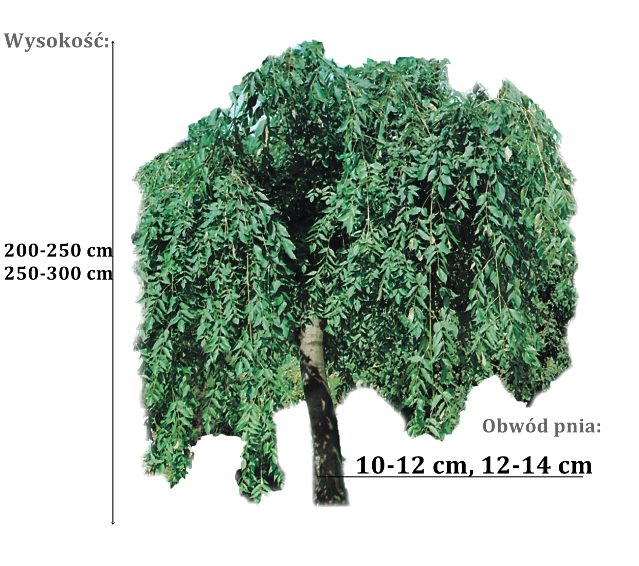 jesion pendula - duze sadzonki drzewa o roznych obwodach pnia 
